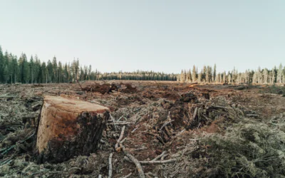 Les chaînes d’ approvisionnement durables