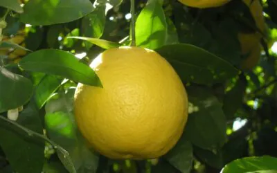 Révolution verte : les résidus biologiques