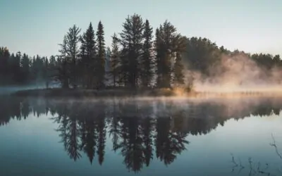 Restent-ils des forêts primaires en Europe ?